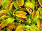 Venus Fly Trap Plants