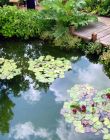 Water Lily Pond Decking