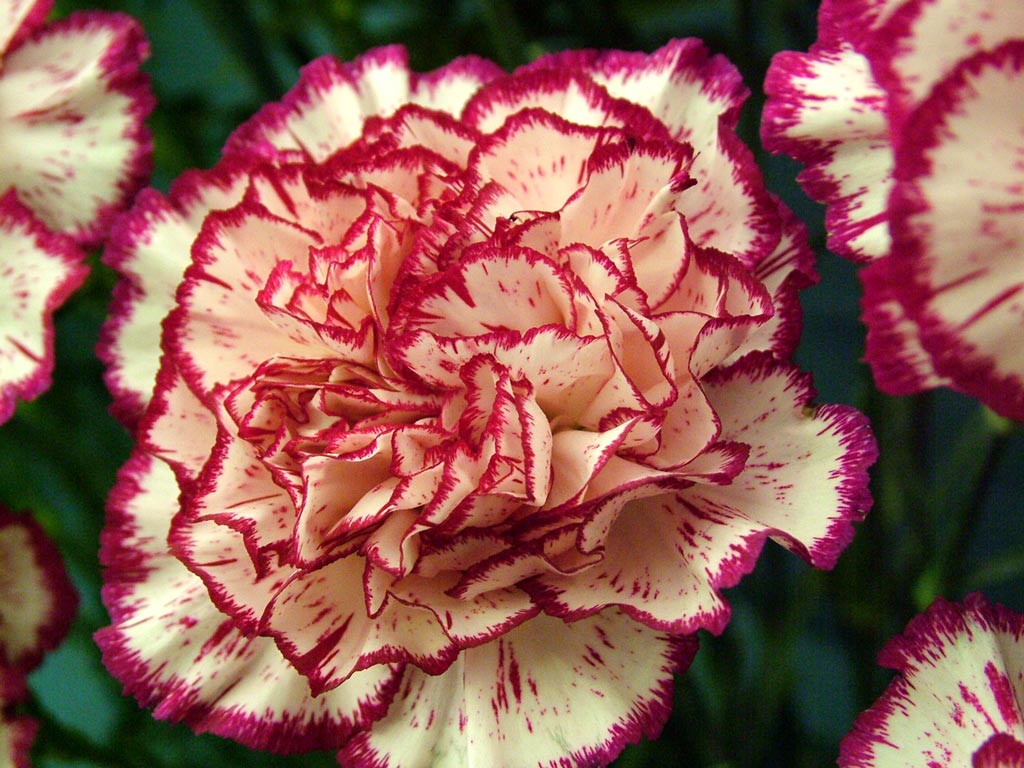 carnation-rendezvous.jpg