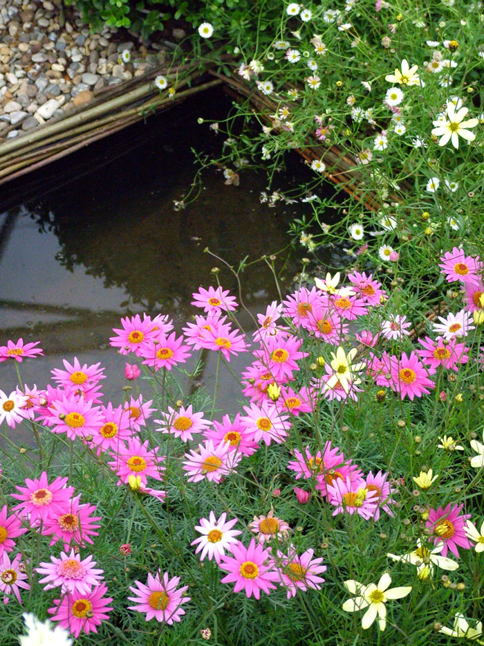 Hampton Court Flower Show