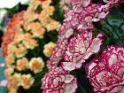 Carnations Flower Show
