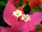Indian Flame Bush Flowers