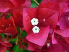 Indian Flame Bush