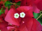 Indian Flame Flowers
