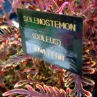 Kiwi Fern Plant Label