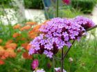 Lilac Flower