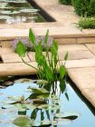 Lillies Stone