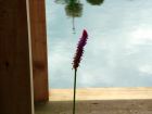 Lone Flower