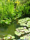 Lush Pond Lillies