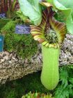 Monkey Cup Pitcher Plant