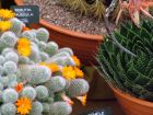 Orange Flowering Cacti
