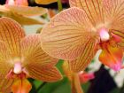Orchid Borther Girl