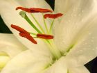 Orchid Stamen Closeup