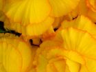 Yellow Begonias