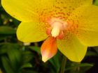 Yellow Moth Orchid