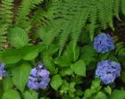 hydrangeas and ferns in the shade 