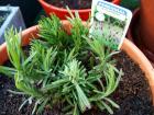 lavender stoechas