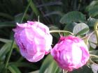 old rose 