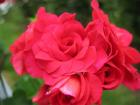 pelargoniumly red  
