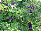 purple bind weed 