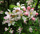 Apple Blossom Rain