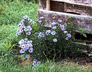 Aster Flowers Garden Fence 