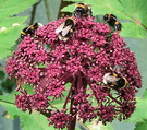 Bees Angelica Gigas