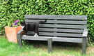 Bench Cat Olearia