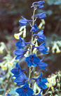 Blue Delphinium Flowers