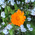 Calendula Forget Me Not