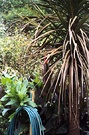 Cordyline Cabbage Tree