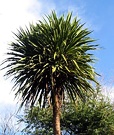 Cordyline Tree Top S