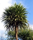 Cordyline Tree Top