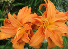 Daylily Orange Double