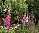 Foxgloves