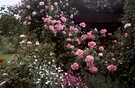 Garden Shed Roses