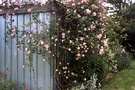 Garden Wood Shed Roses