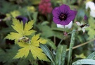 Geranium Flowers