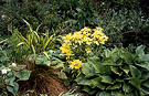 Hosta Flax Garden Border