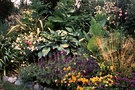 Hosta Garden Summer