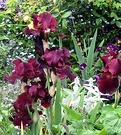 Irises Maroon