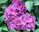 Mauve Hydrangea Flowers