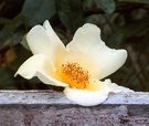 Mermaid Rose Garden Fence