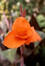 Orange Canna Flower