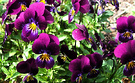 Purple Violas