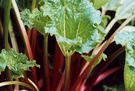 Rhubarb Leaf