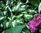 Variegated Hosta Garden