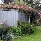 Woodshed Roses