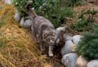Cat Garden Path Stones