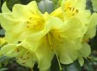 Citrus Yellow Rhododendron